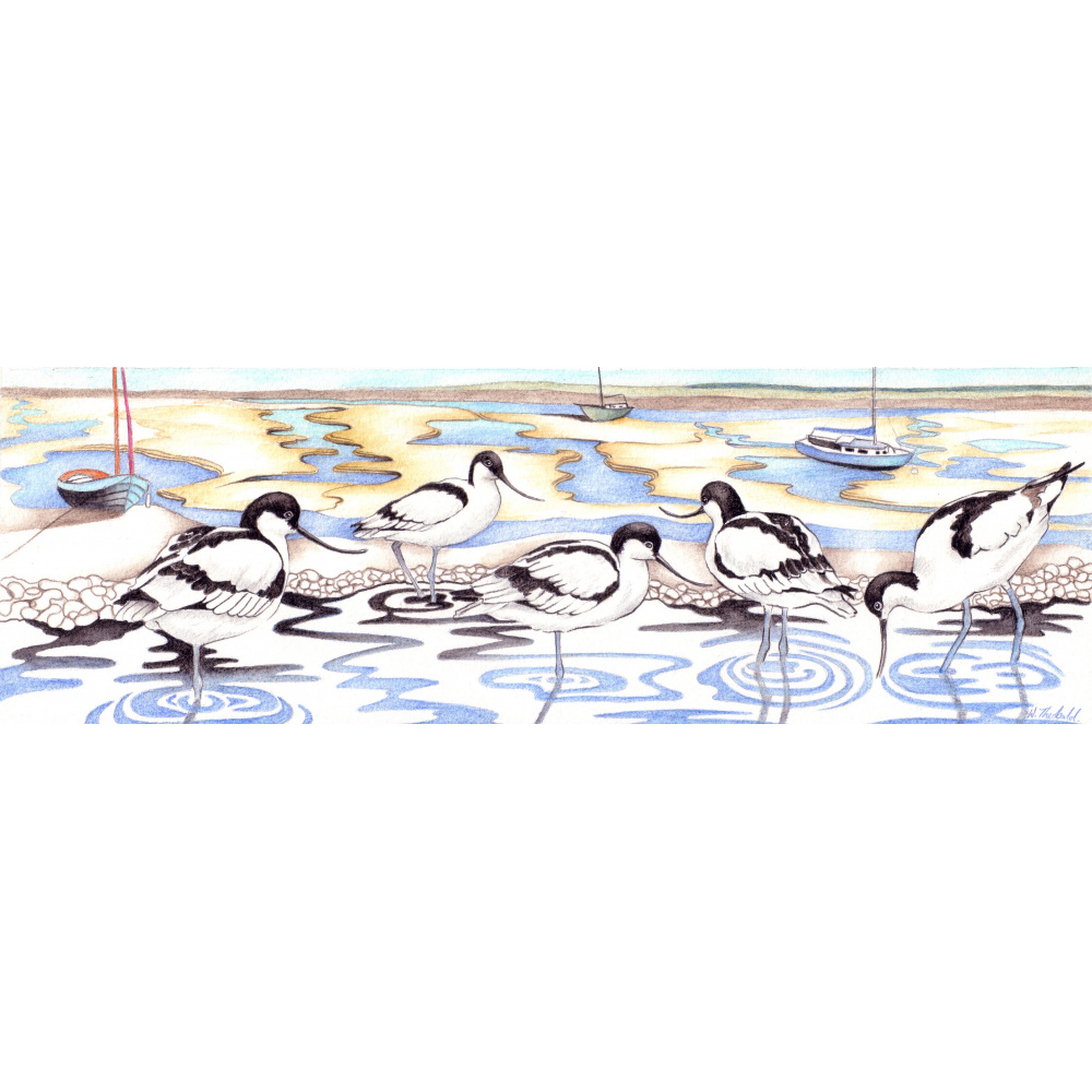 avocets_1100865400