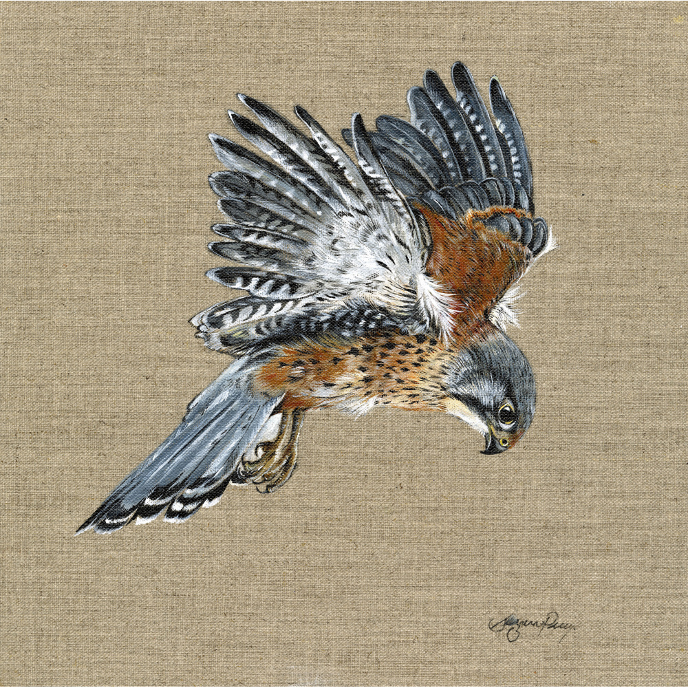 birds-kestrel-canvas-307_1422464972