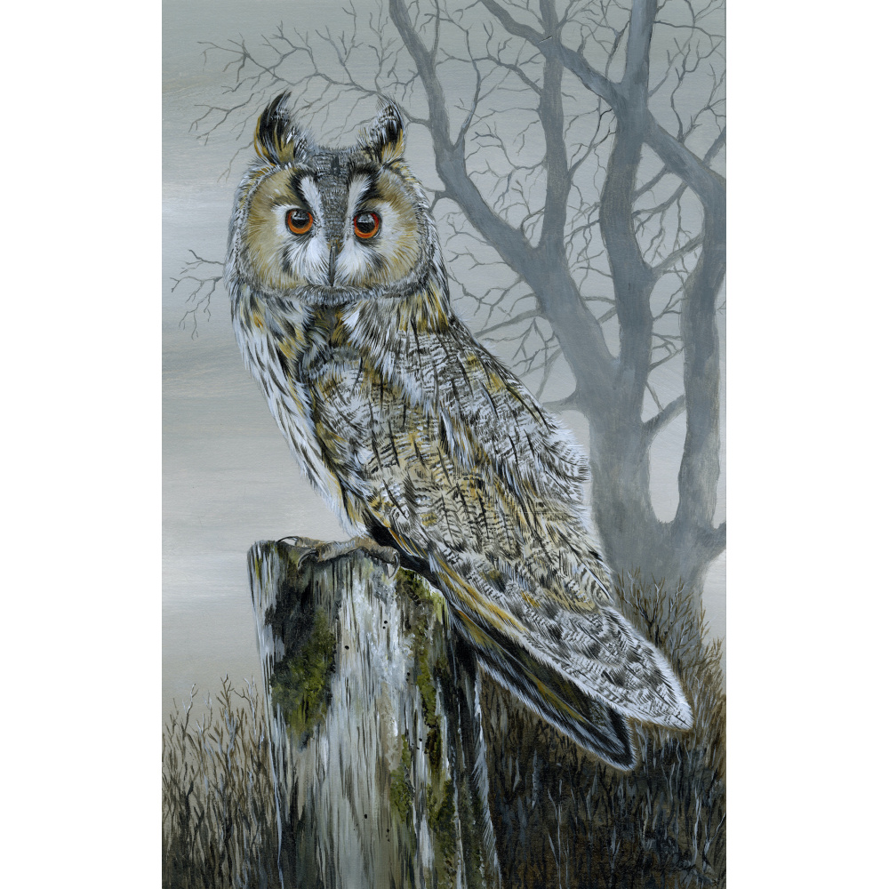 birds-of-prey-long-eared-owl-two-s-p-art-359