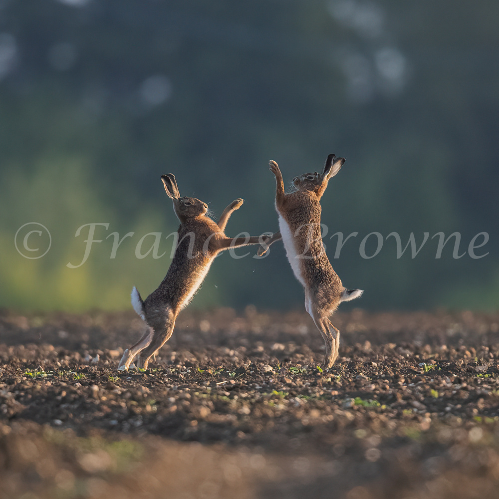 fb57-167-boxing_at_sunrise