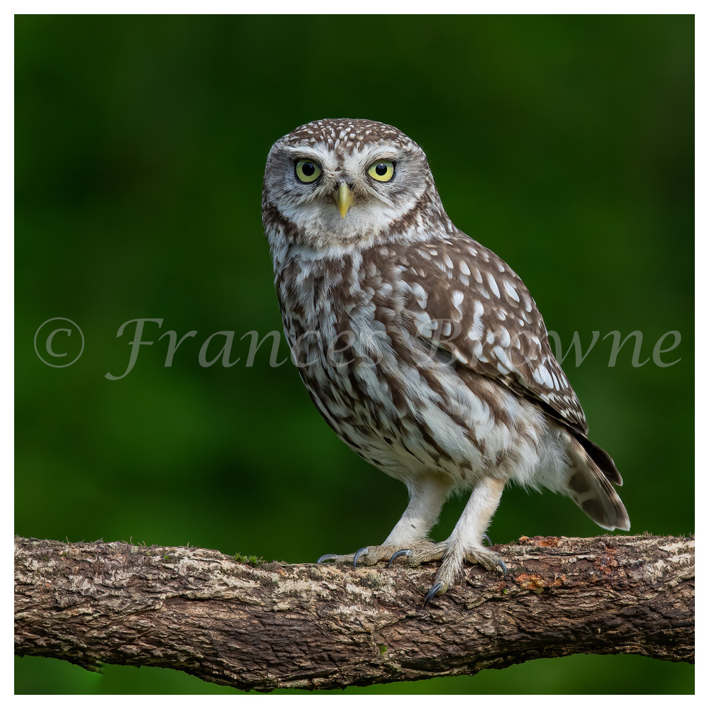 fb57-204-ive_been_spotted