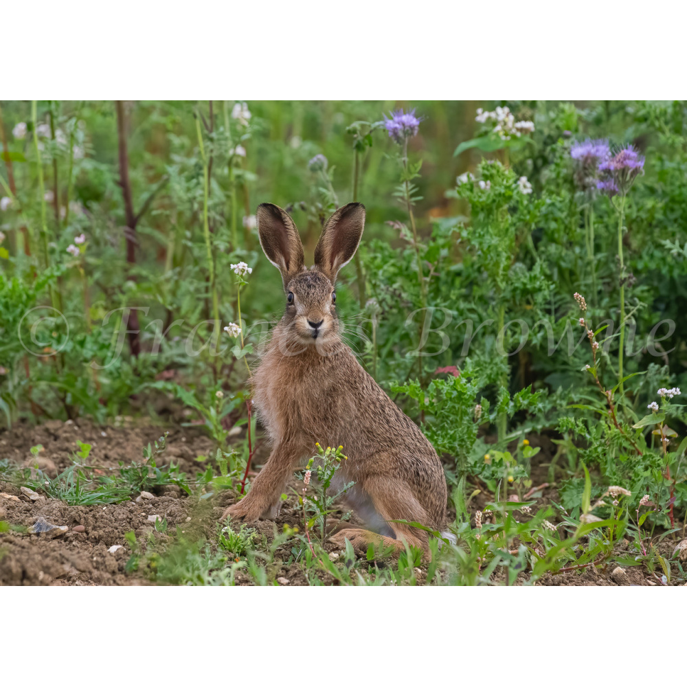 fb57-207-leveret_in_the_flowers