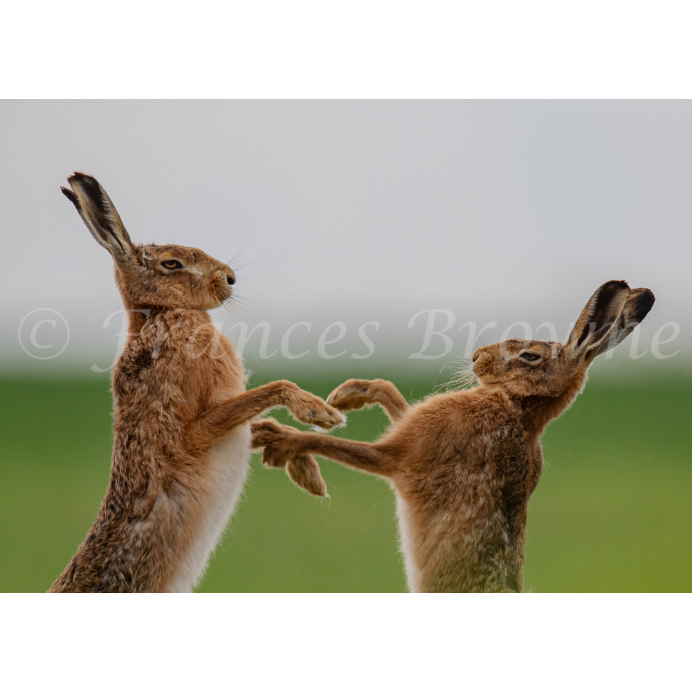 fb57-208-shall_we_dance