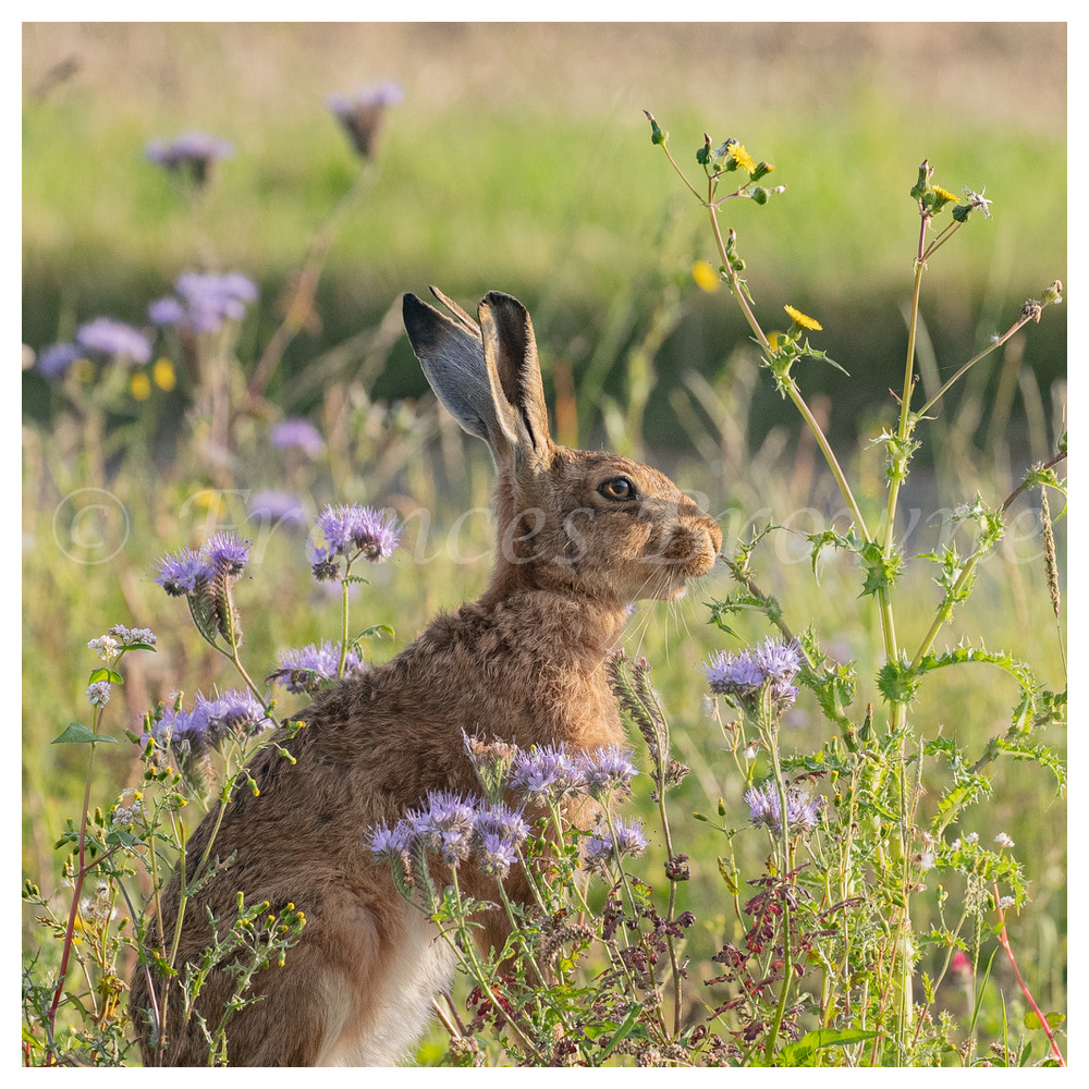 fb57-219thistle_eater-hare_in_the_flowers