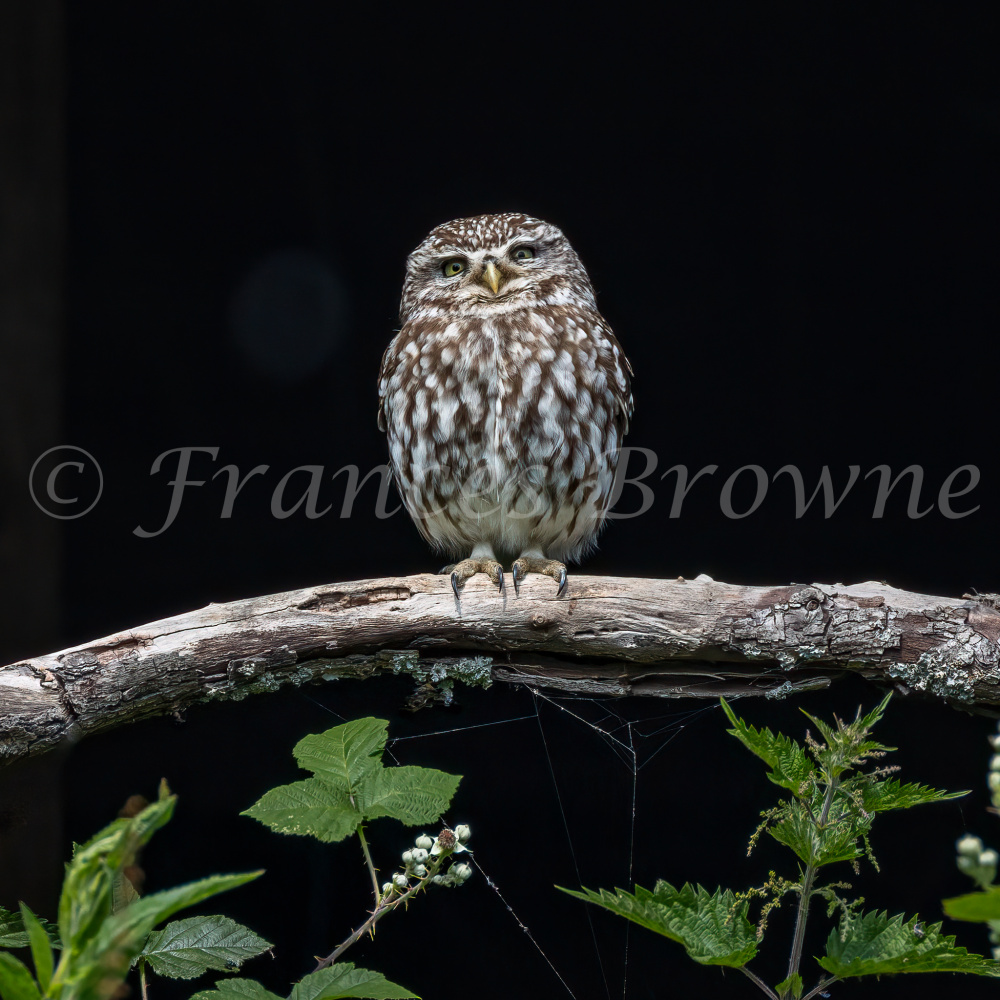 fb57-267_-_little_owl_-_smiling_owl