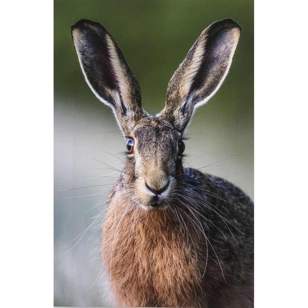 frances_browne_-_big_ears