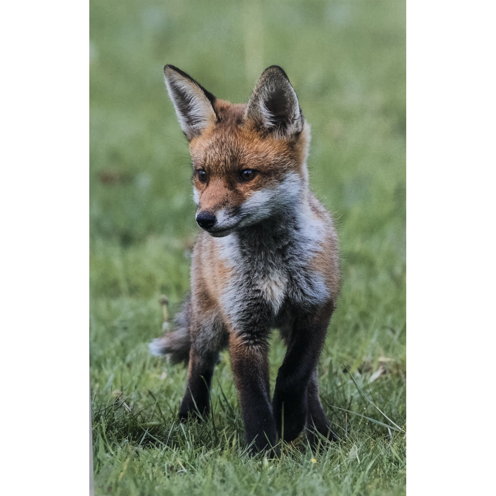 frances_browne_-_standing_fox