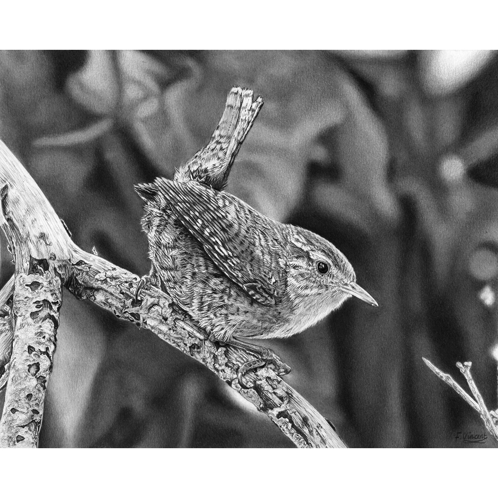 fv32-277_-_little_wren