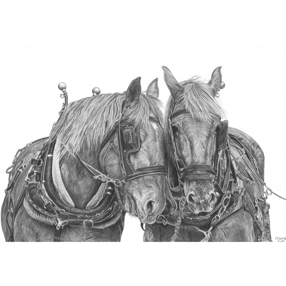 fv32-288_-_suffolk_punches_597768800