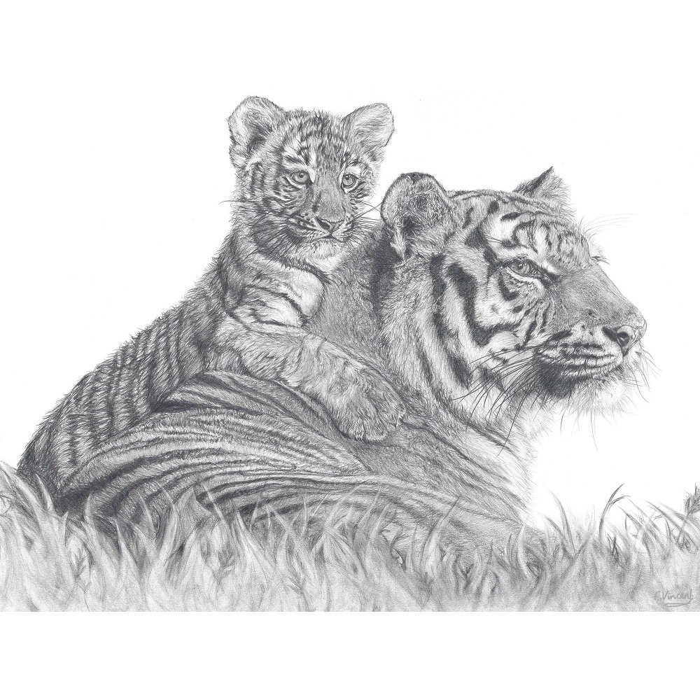 fv32-291_-_tigress__cub