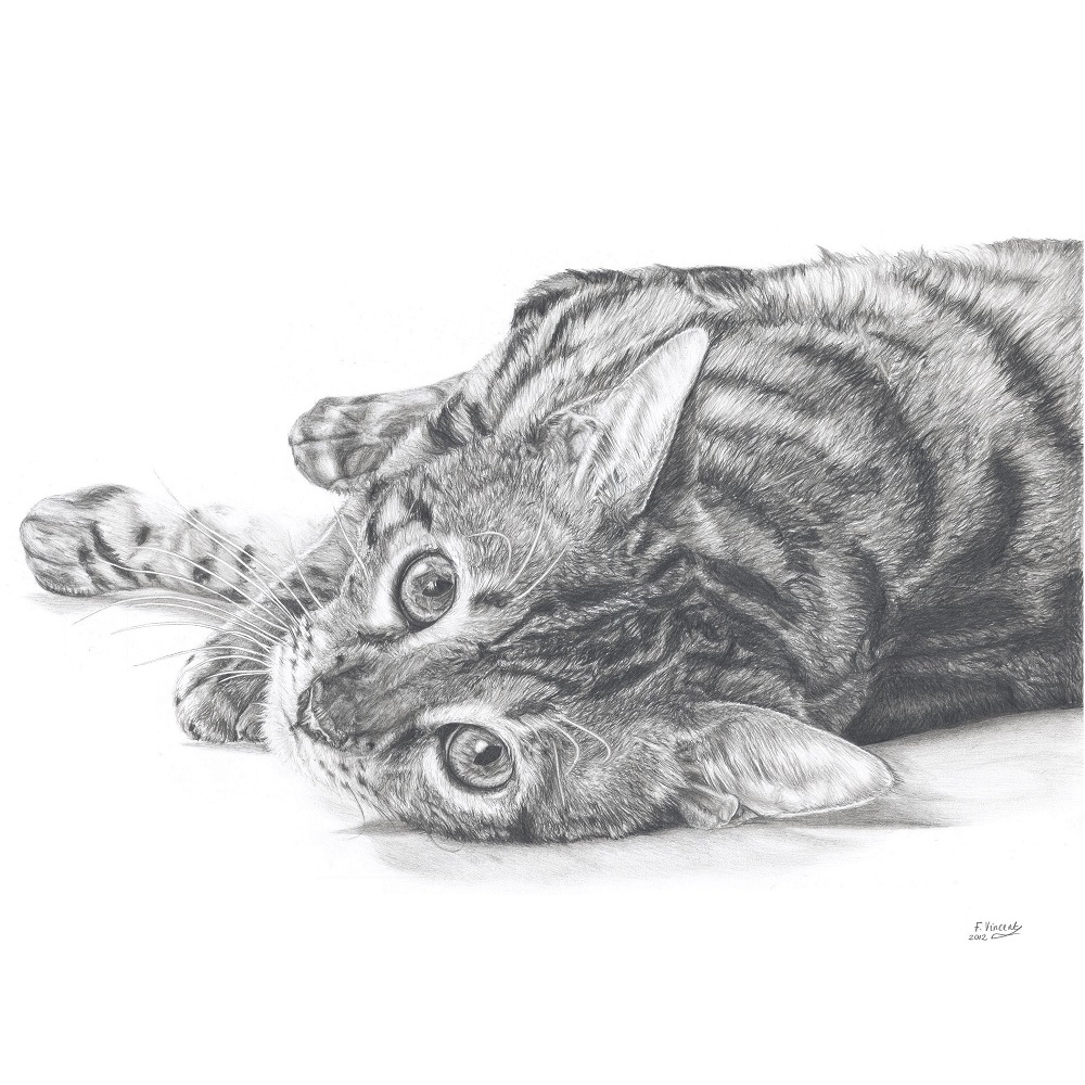 fv32-293_-_curious_cat