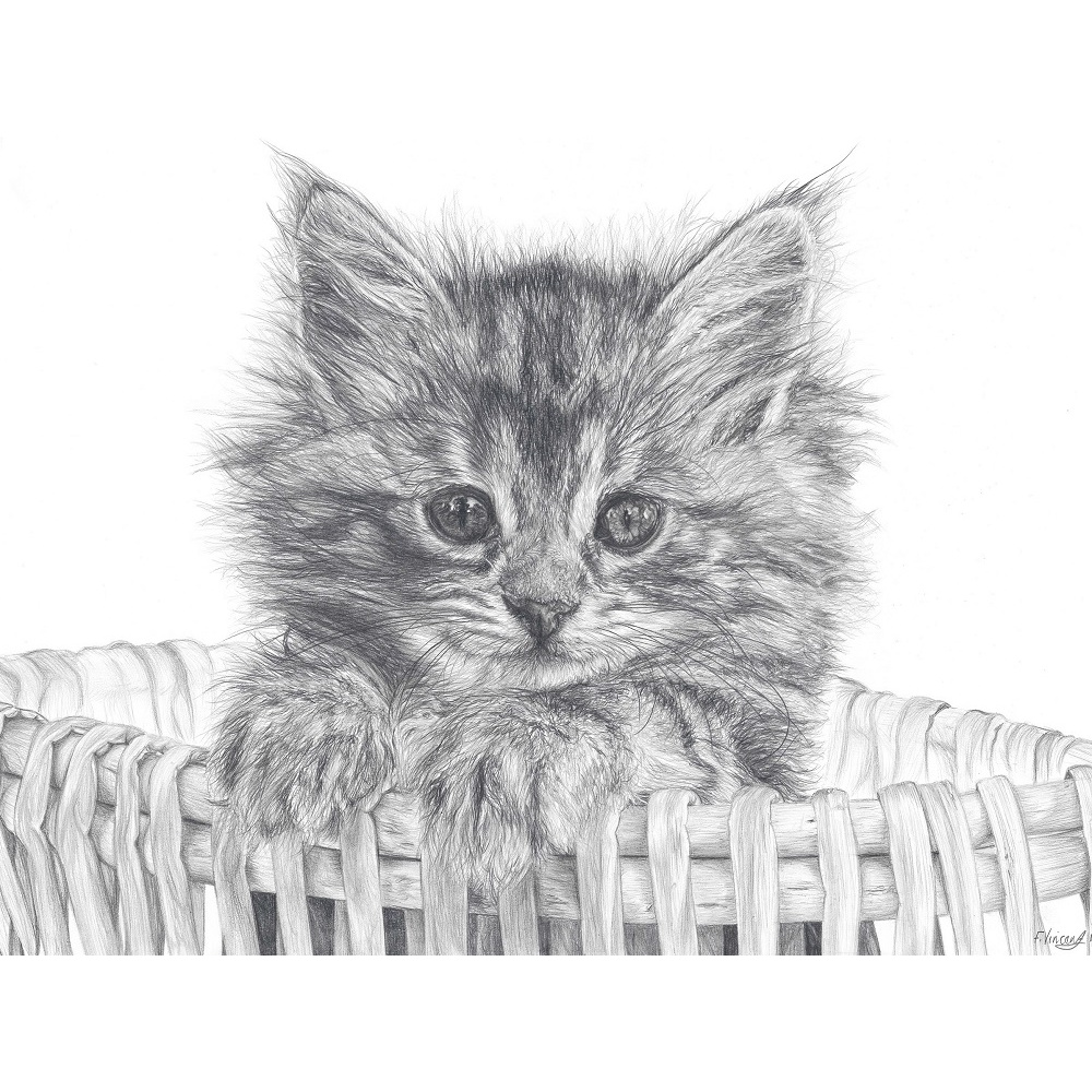 fv32-294_-_basket_kitten