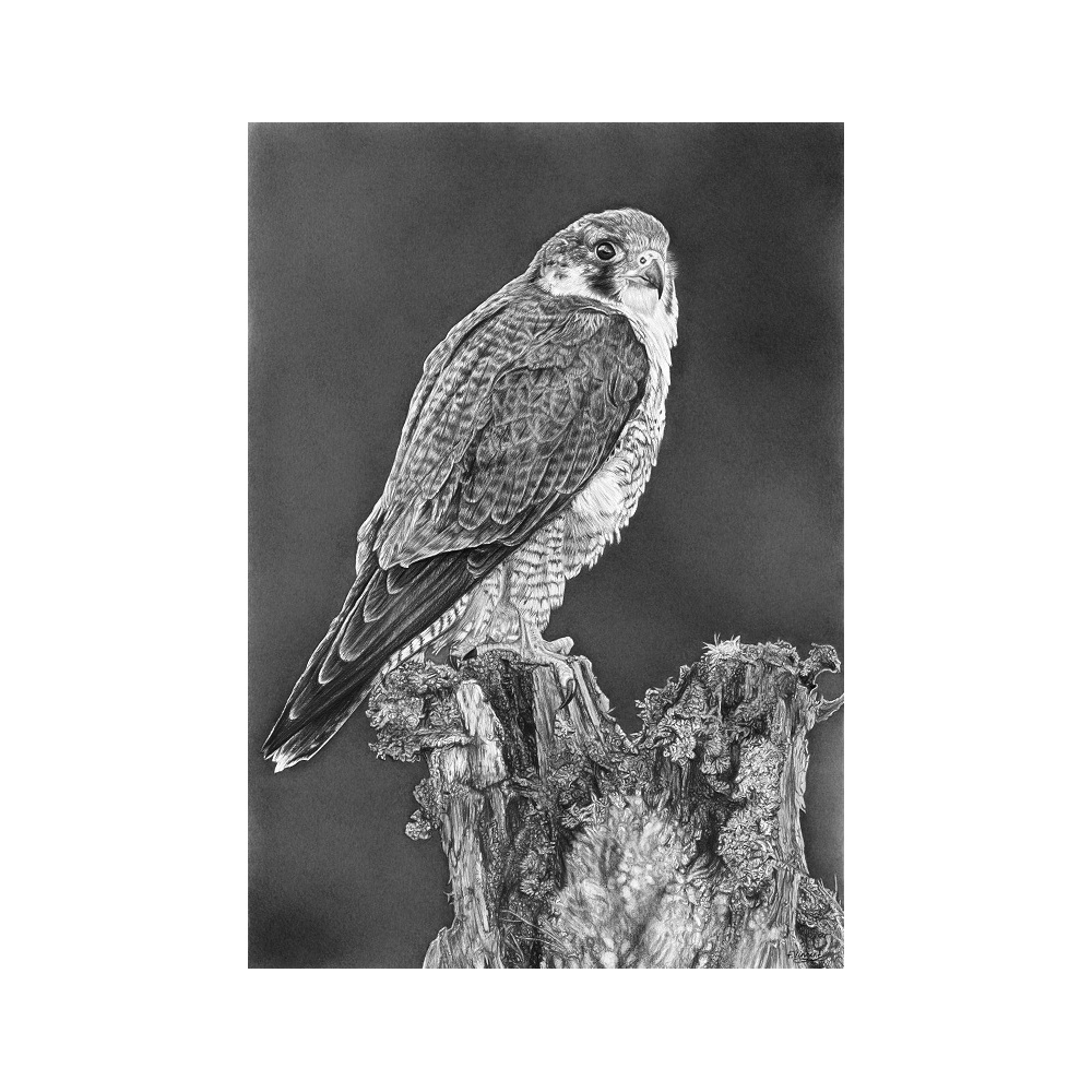 fv32-359_-_peregrine_perch_224184932