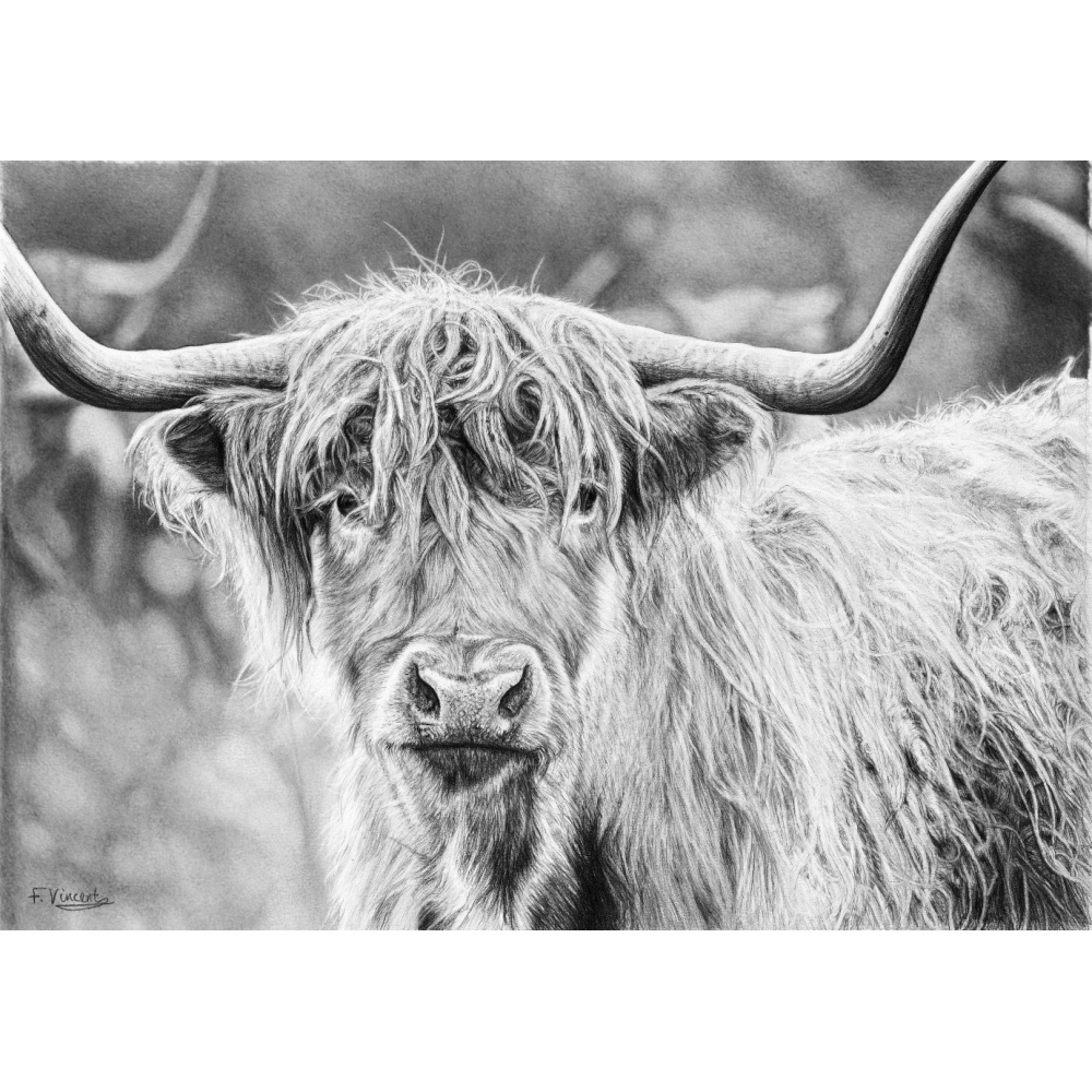 fv32-391_-_hi_highland_703546618