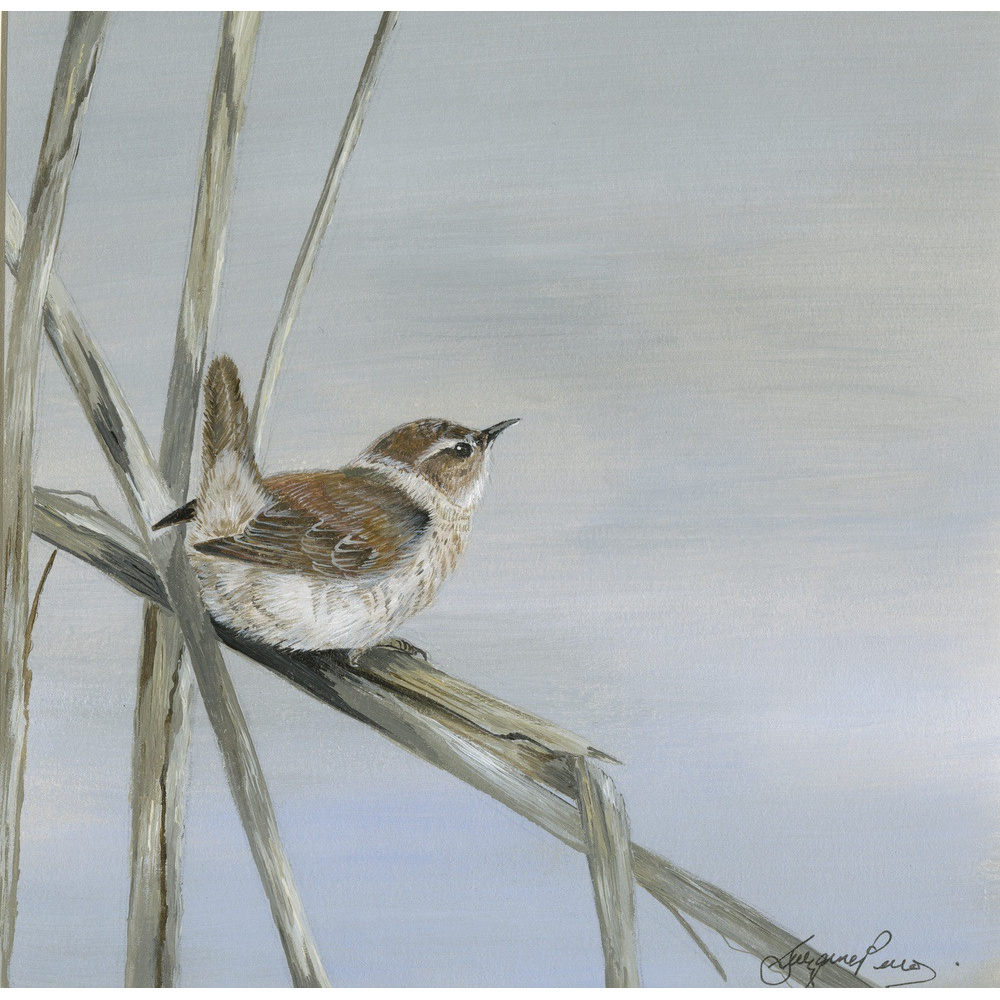 garden-birds-paintings-wren-jenny-suzanne-perry-art-182_for_website