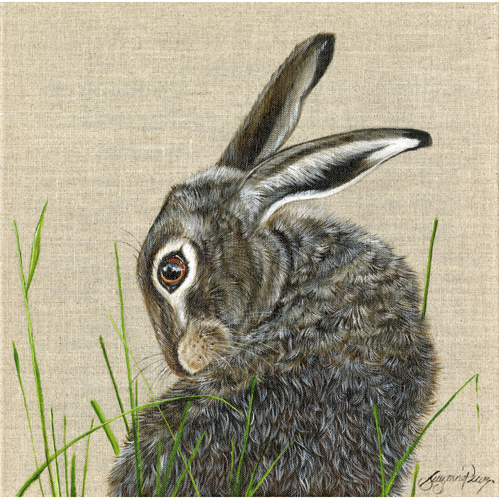 hare-bonnie-spart-416_copy_917151484