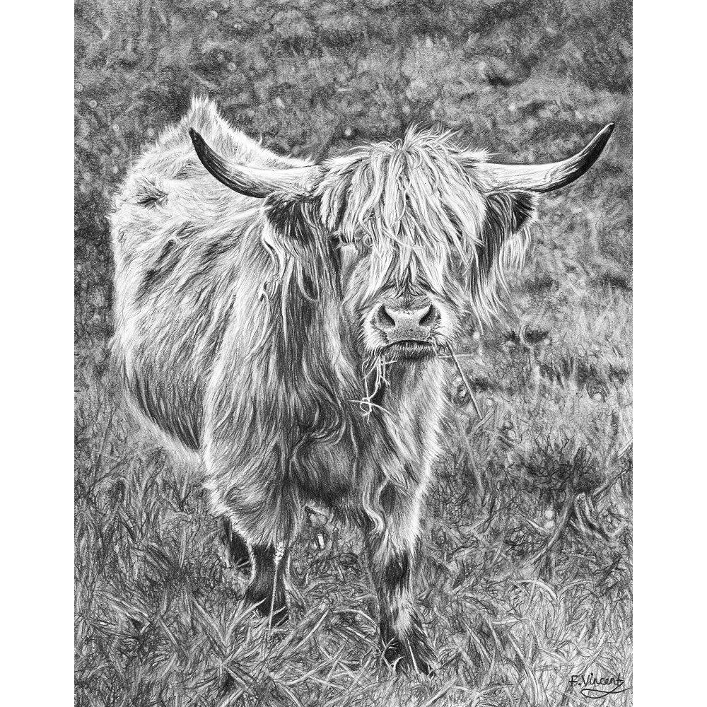 highland_cow_