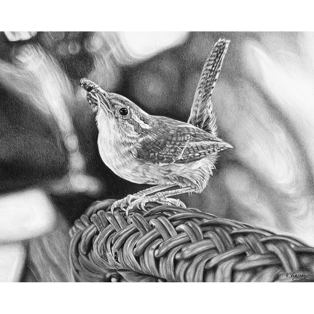 jenny_wren_1712568869
