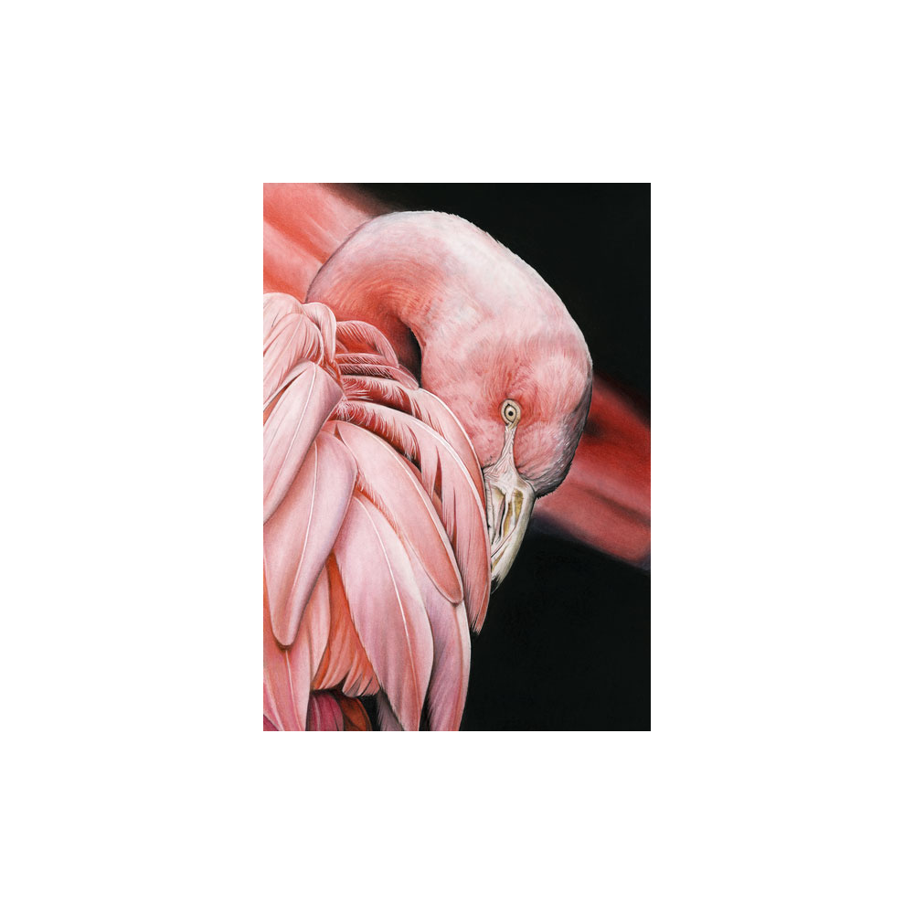 lg28-002_-_flamingo
