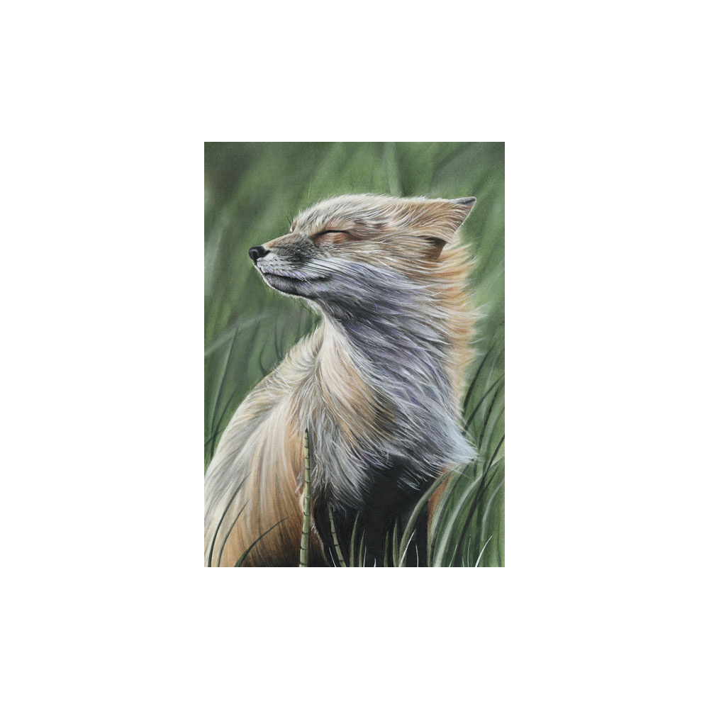 lg28-003_-_windswept_fox_colour
