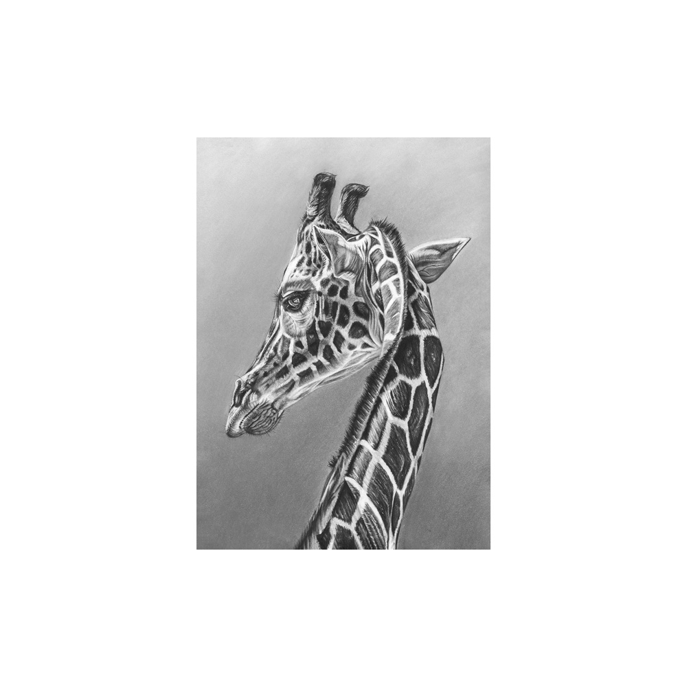 lg28-005_-_giraffe