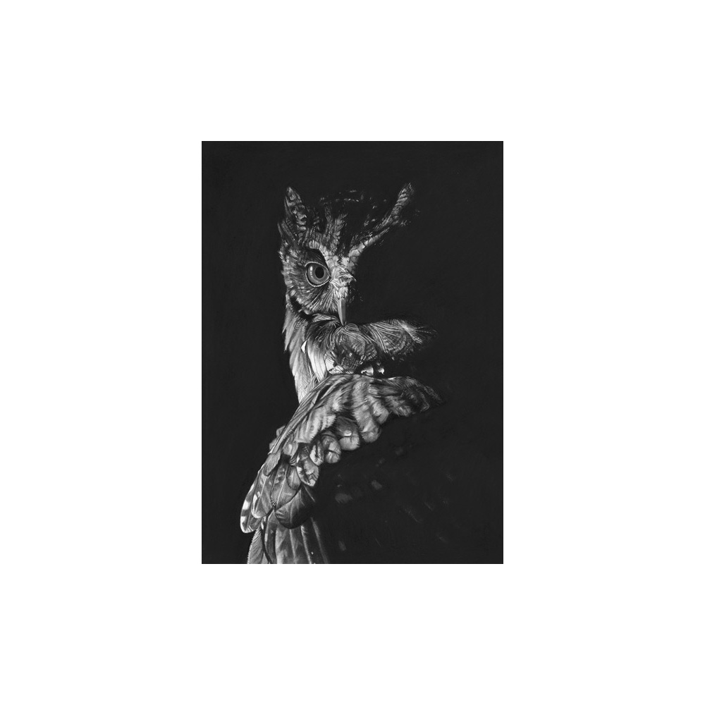 lg28-007_-_owl_in_shadow