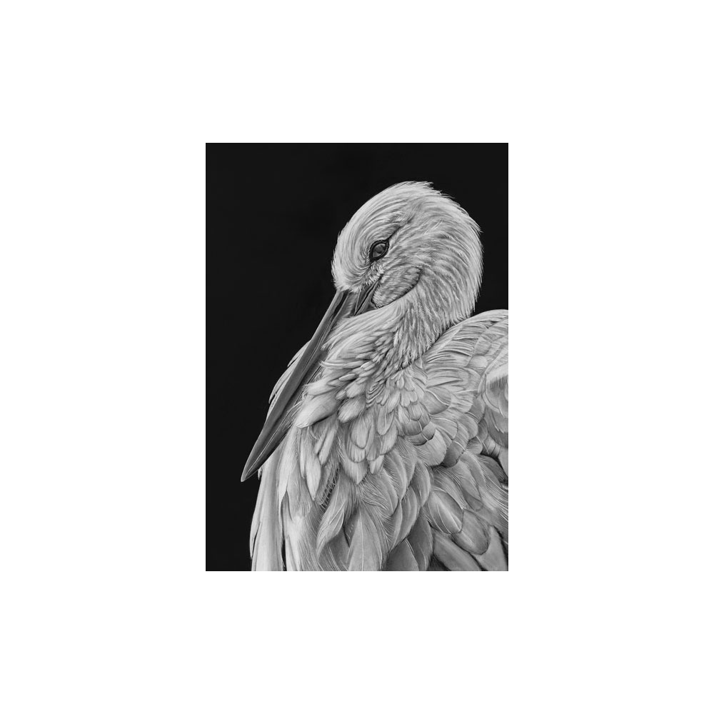 lg28-008_-_stork