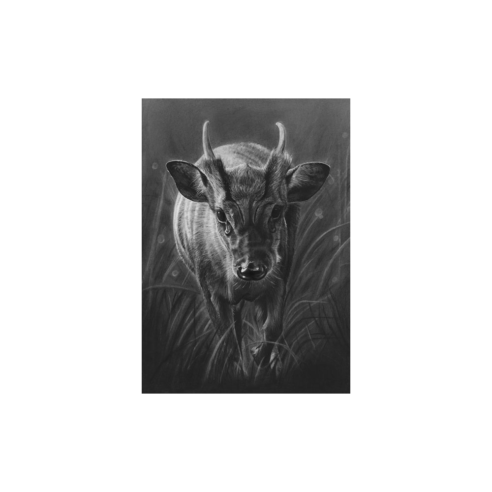 lg28-009_-_muntjac