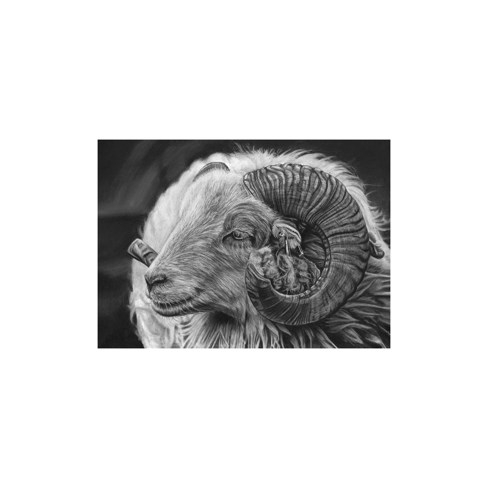 lg28-010_-_sheep