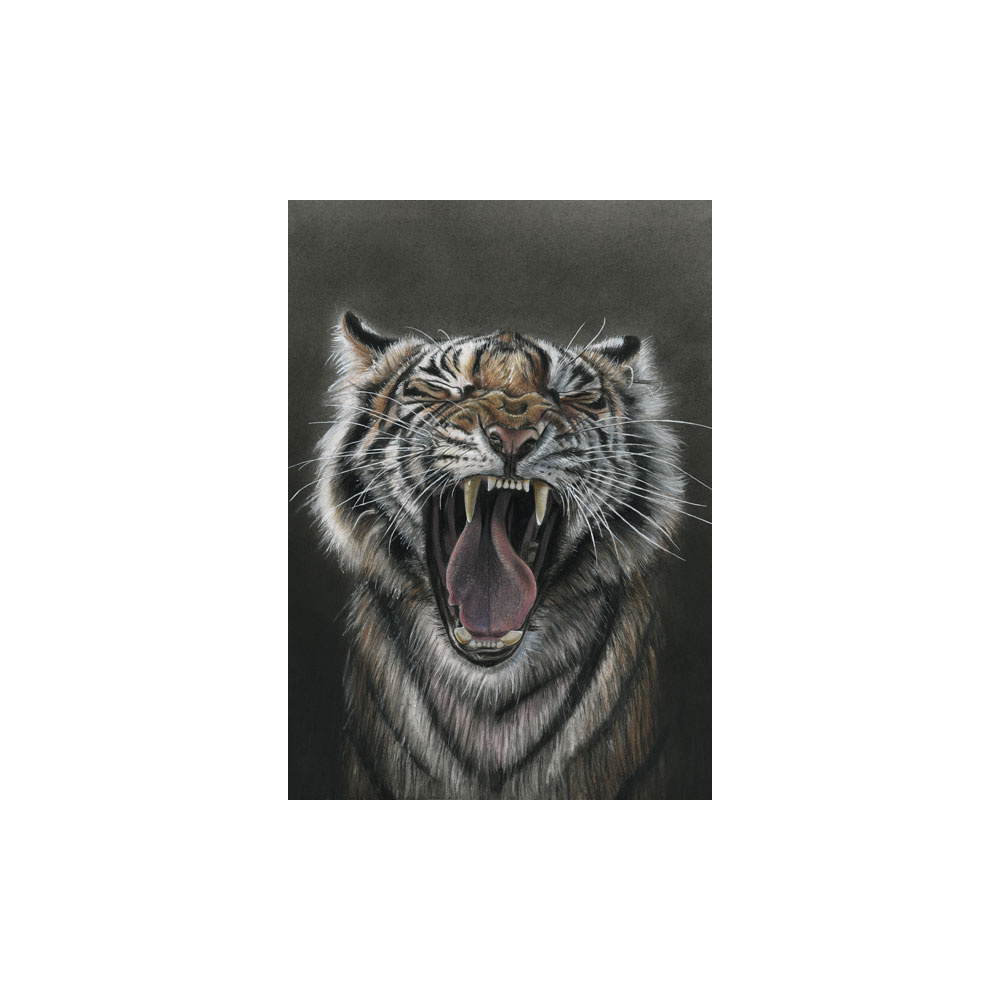 lg28-012_-_tiger_yawn_colour