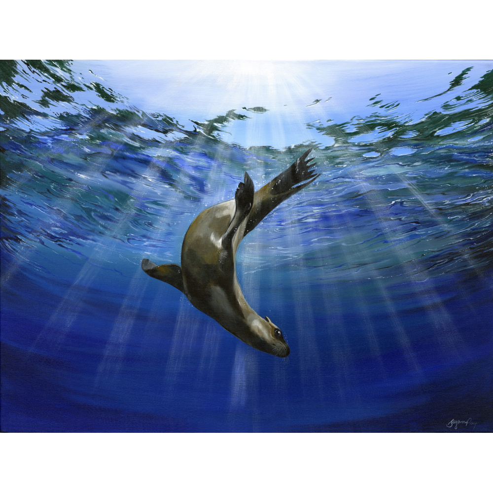 seal-rays-of-light-spart-442