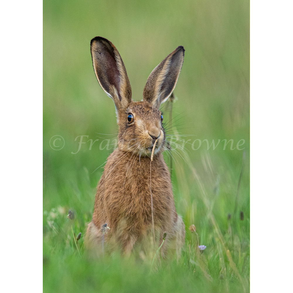 sniffer_the_leveret__1_of_1