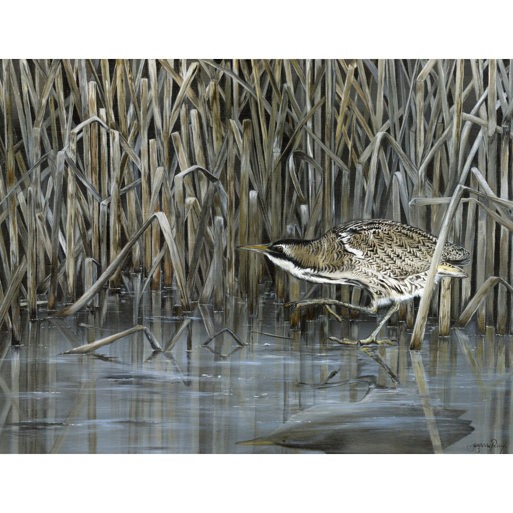 water-and-coastal-bittern-spart-423_copy_2