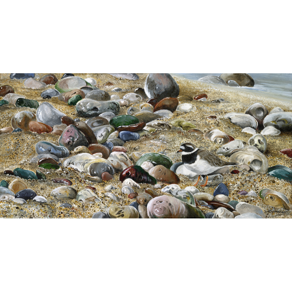 water-and-coastal-ringed-plover-spart-422