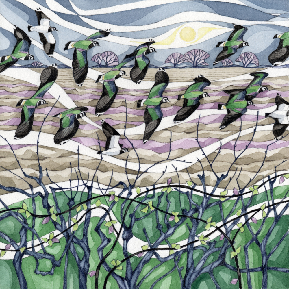 wt09-363-displaying_lapwings