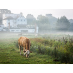 bh90-055__cows_on_the_meadows_1