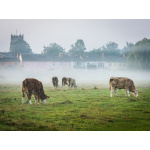 bh90-056__cows_on_the_meadows
