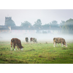 bh90-064__cows_on_the_meadows_2