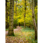 bh90-069__the_winding_path