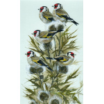 birds-fine-art-prints-goldfinches-five-gold-rings-suzanne-perry-art-288_1169203712