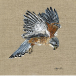 birds-kestrel-canvas-307_1422464972
