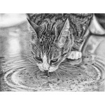 creating_ripples