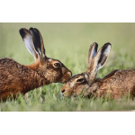 fb57-144-the_kiss-img_8498