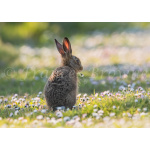fb57-164-daisy_the_leveret_1_of_1