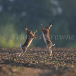 fb57-167-boxing_at_sunrise