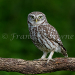 fb57-204-ive_been_spotted
