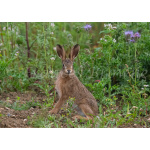 fb57-207-leveret_in_the_flowers