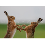 fb57-208-shall_we_dance