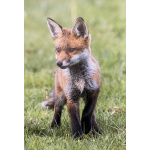 fb57-211-fox_cub