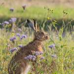 fb57-219thistle_eater-hare_in_the_flowers